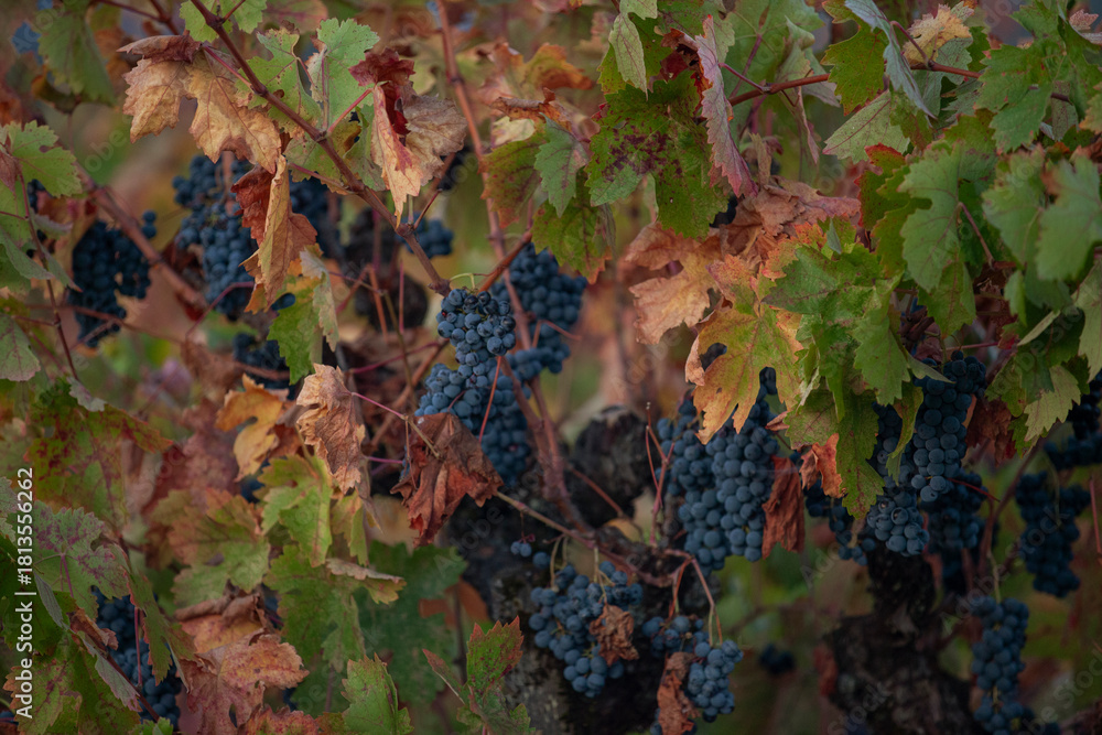 Naklejka premium Red grapes on vine waiting to be harvested in Northern California