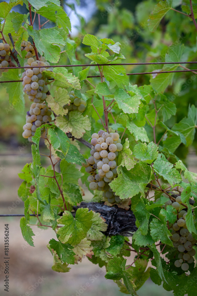 Fototapeta premium Ripe white grapes on vine ready to be harvested in Northen California