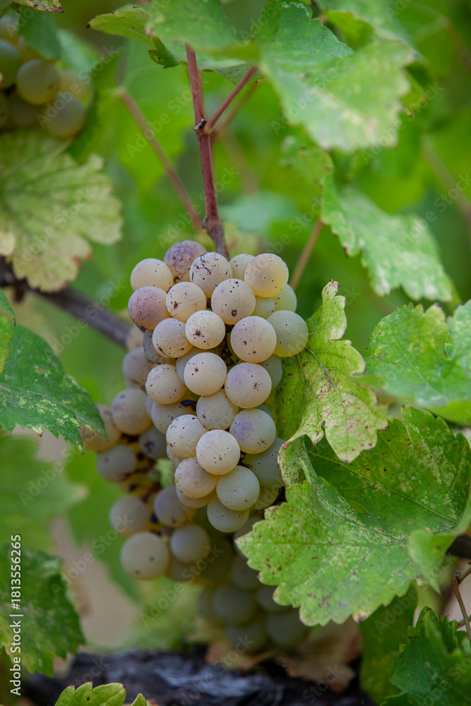 Fototapeta premium Ripe white grapes on vine ready to be harvested in Northen California