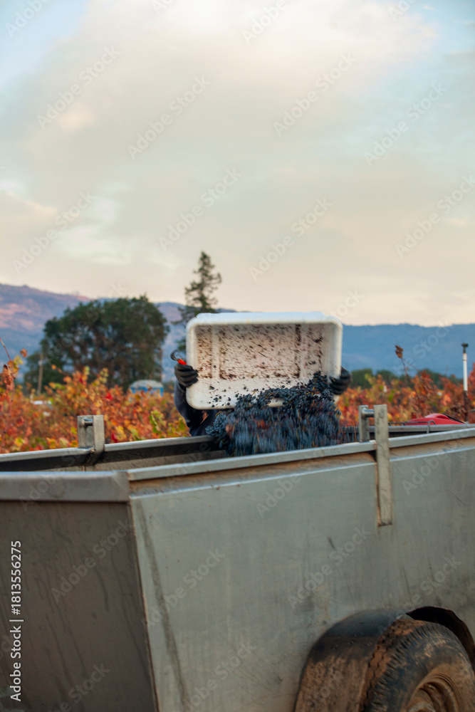 Naklejka premium Worker dumping hand picked grapes from bucket to grape bin