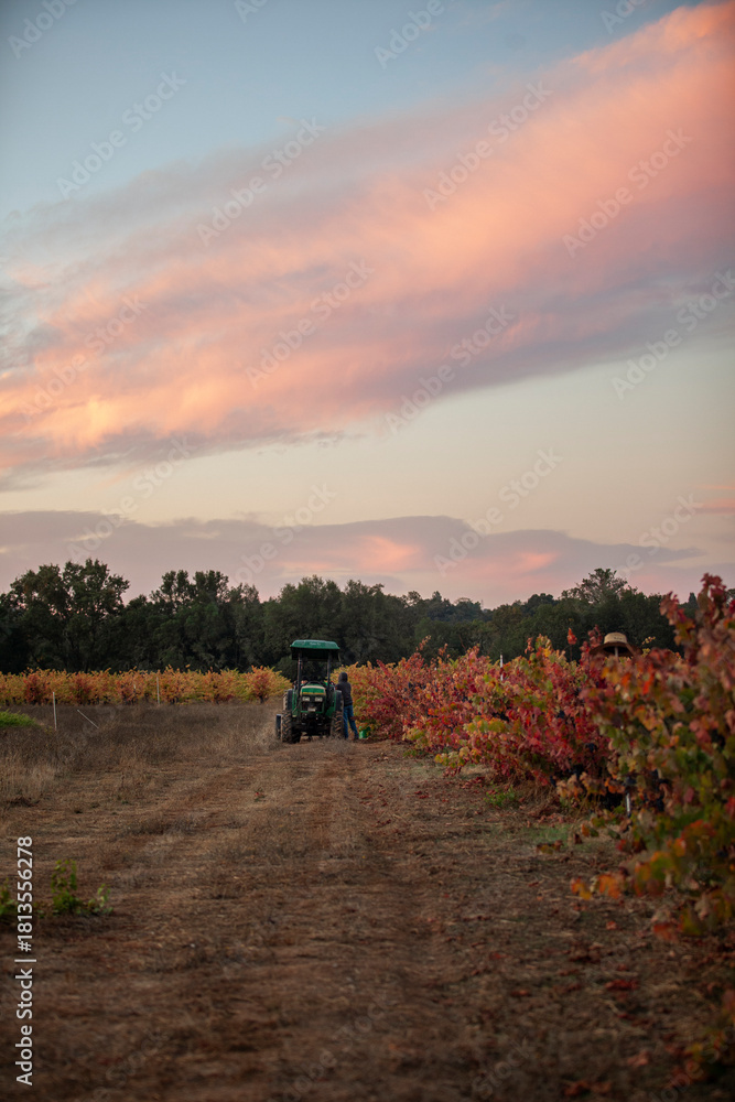 Naklejka premium Tractor on a fall morning during grape harvest in Northern California