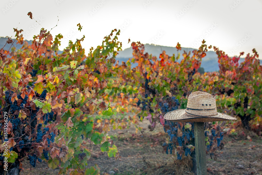 Fototapeta premium Workers straw hat hanging on post during grape harvest