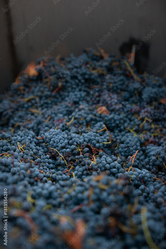 Fototapeta premium Red harvested grapes filling large grape bin durning harvest