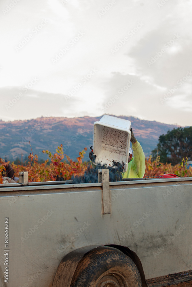 Naklejka premium Worker dumping hand picked grapes from bucket to grape bin