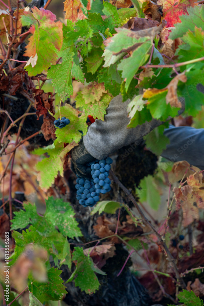 Naklejka premium Handpicking grapes from vines during harvest in Northern California
