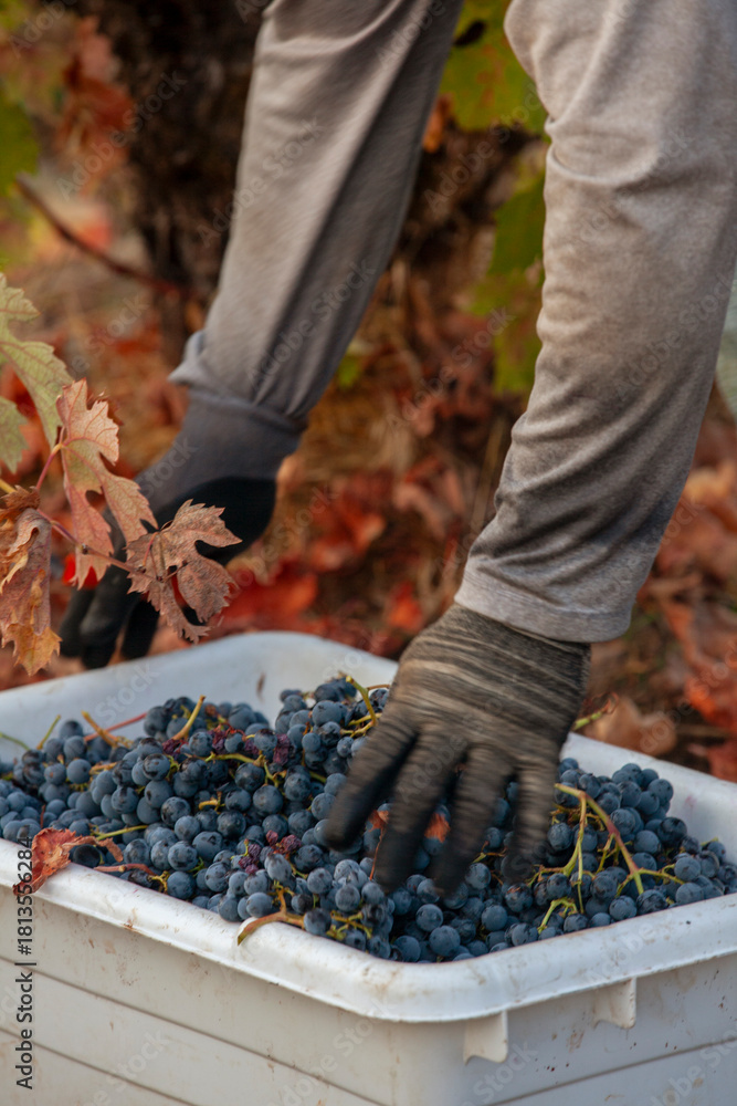 Naklejka premium Handpicking grapes from vines during harvest in Northern California