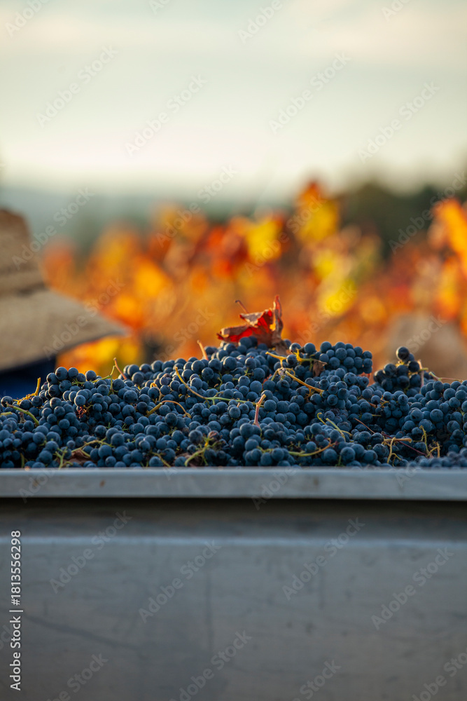 Naklejka premium Red grapes in grape bin after being hand harvested on a fall morning