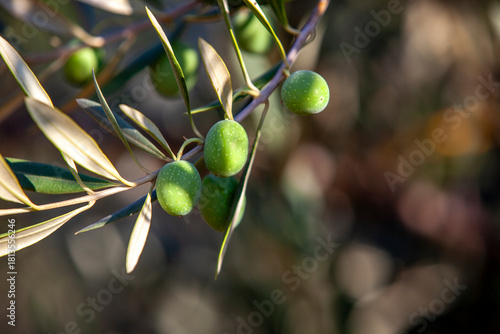 Ripening olives in sun on olive tree in Northern California