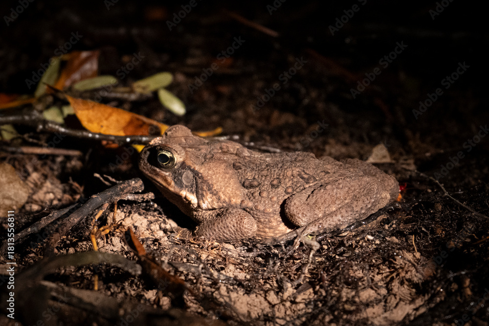 Naklejka premium Bullfrog at night in Anavilhanas Archipelago, Amazonas, Brazil