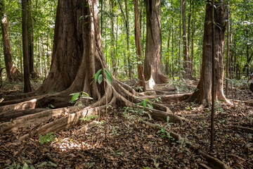 Fototapete Brasilien Baum im Amazonas Regenwald Anavilhanas  © Cavan