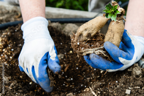 Planting sprouted dahlia tuber into prepared soil bed