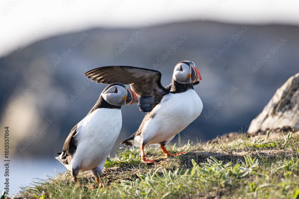 Fototapeta premium Pair of Puffins on a Rocky Cliff