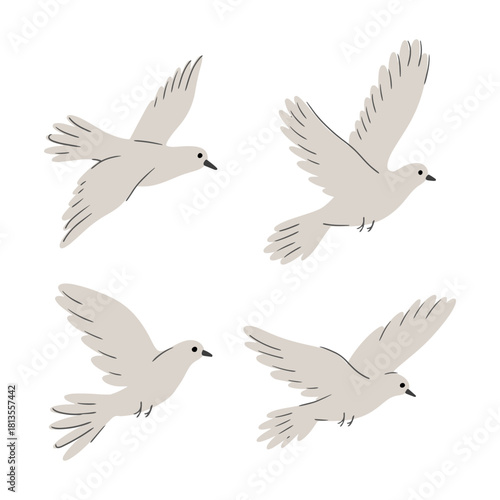 set of birds in flight. Drawn gray pigeon. Pigeon Bird Various Poses vector illustration