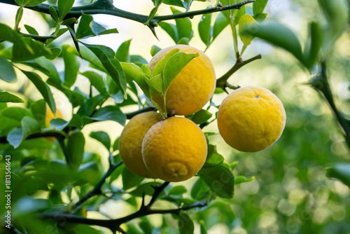 Green fruits of Trifoliate orange tree in garden close up. Citrus trifoliata