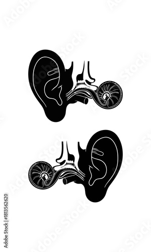 Detailed scientific illustration depicting the complex internal anatomy of the human ear, showcasing structures vital for sound perception, hearing, and equilibrium