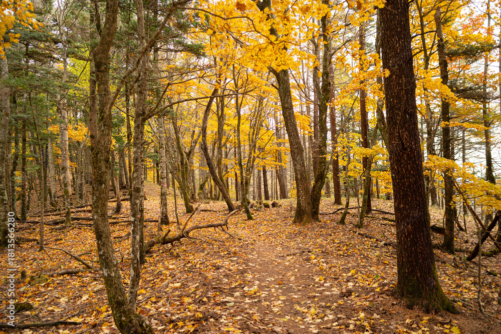 Obraz premium 美しい紅葉の森を歩く