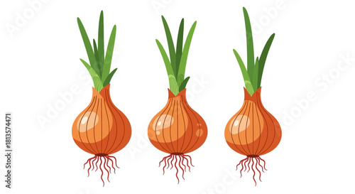 Three fresh and healthy whole brown onions with vibrant green sprouts and visible roots, depicted in a clean, isolated vector illustration for culinary and gardening themes.