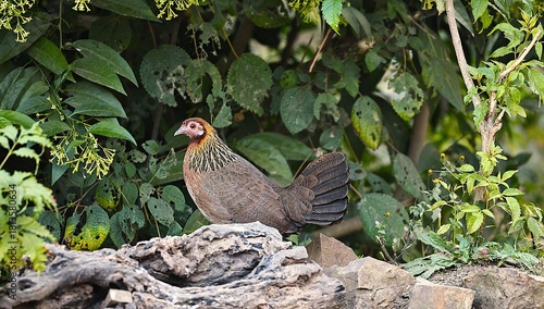 Red Junglefowl