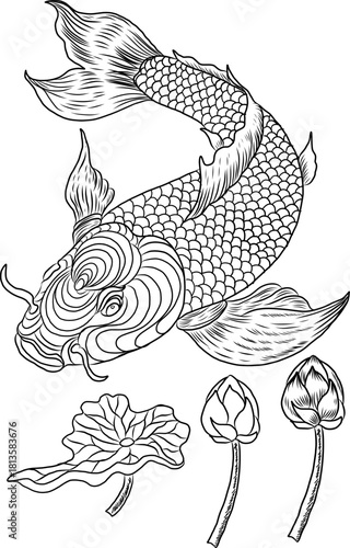 koi carp vector isolate for tattoo.Japanese carp drawing.Hand drawn line art of Koi carp. Vector isolated. Idea for tattoo and coloring books.Traditional Japanese culture element for printing on wall.