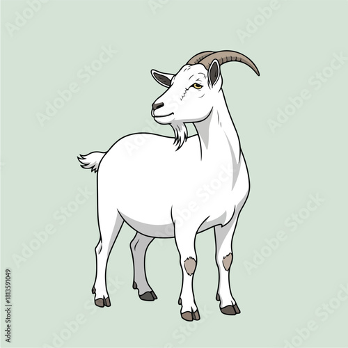 White Goat Standing and Looking Back.