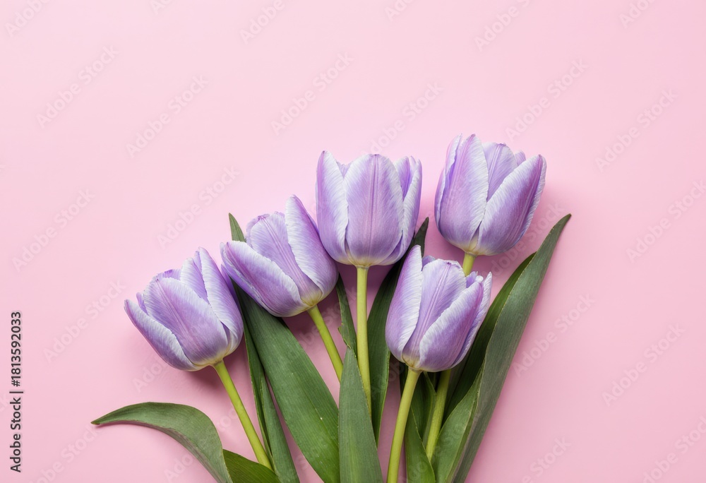 Fototapeta premium Purple tulips with green leaves on light pink background
