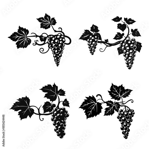 Grapevine collection, grape berry drawing, grape drawing, grapevine leaf sketch, vintage grape bunch for design and decoration