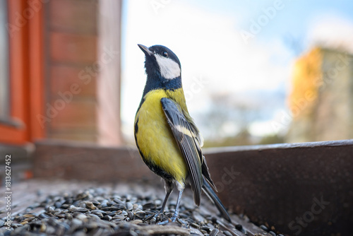 The tit feeds on food prepared by humans.