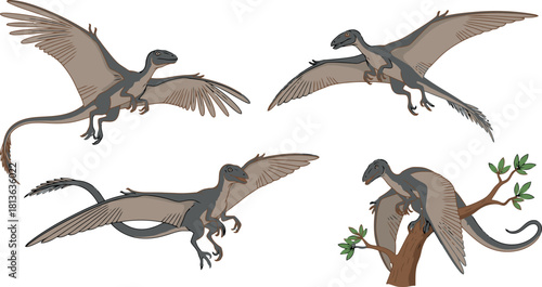 Set of four prehistoric flying dinosaurs in various poses.