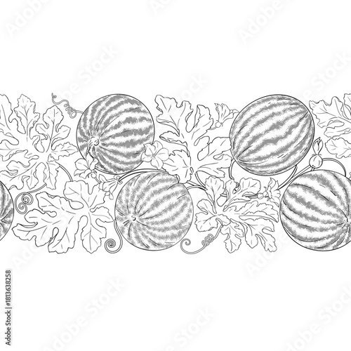 Watermelon Plant with Flowers, Fruits and Leaves Outline Horizontal Seamless Pattern. Organic natural nutritional healthy food ingredient, vegetarian diet product. Vector isolated for design or decora