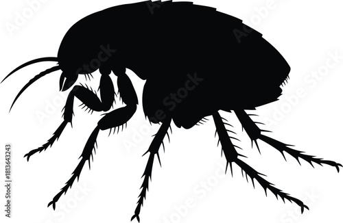 Black flea silhouette on white background