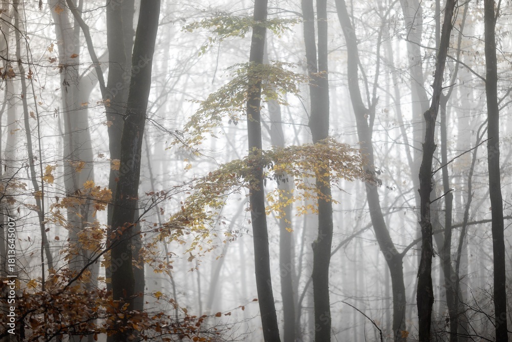 Fototapeta premium fog in the forest