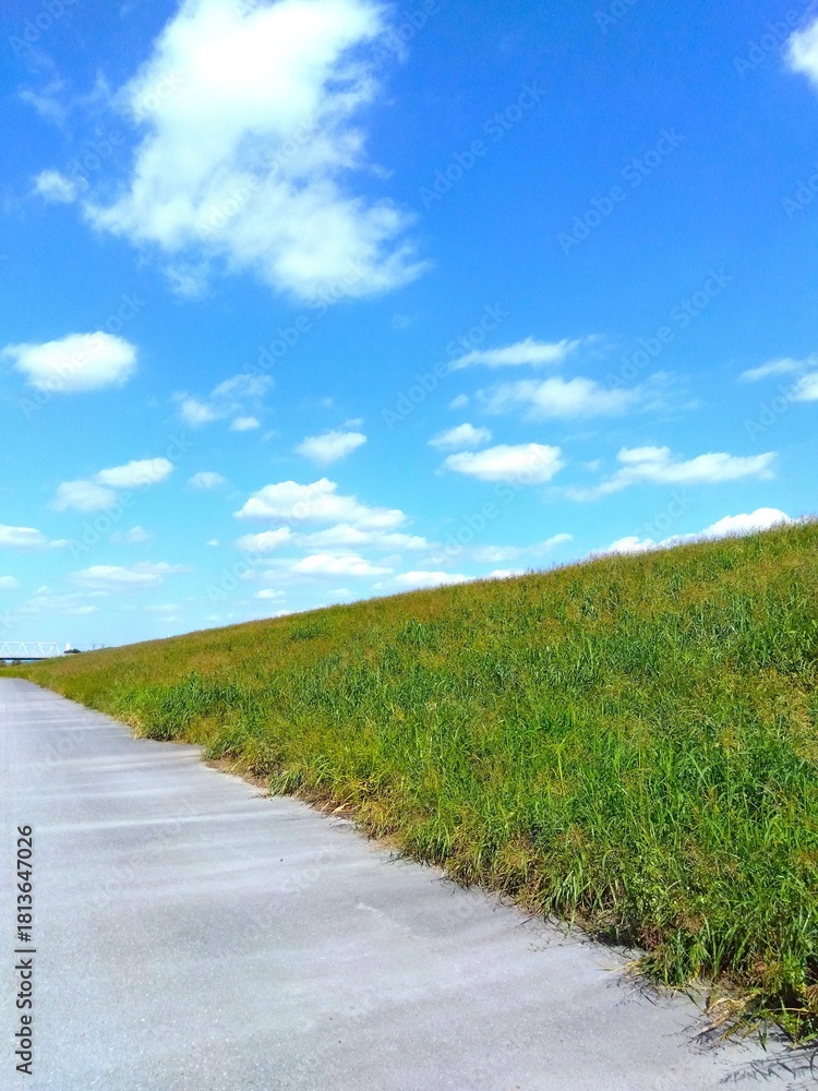 Obraz premium 春のセイバンモロコシ繁る江戸川土手とサイクリング道路風景