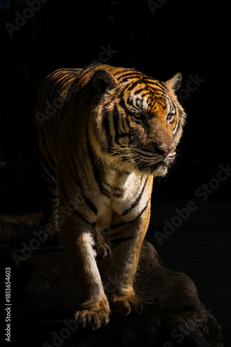 タイのチェンマイのタイガーキングダムの虎