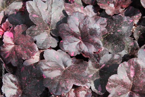 Foto Heuchera 'Midnight Rose', Purpurglöckchen mit dunklem, gesprenkelt