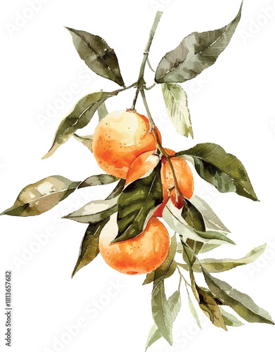 Hand drawn watercolor tangerines with green leaves symbolizing luck and prosperity. Vector