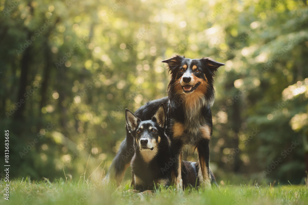 Naklejka premium a tricolor border collie dog and an australian kelpie doing a trick lying and standing next to each other in a park in the summer