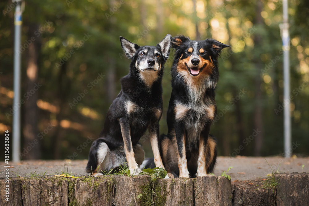 Naklejka premium a tricolor border collie dog and an australian kelpie sitting next to each other in a park in the summer