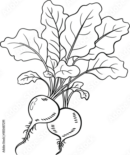 Black and white illustration of two beetroots with green leaves root vegetable
