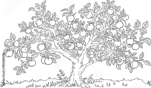 Black and white outline drawing of a mature apple tree laden with fruit vector illustration