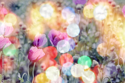 Purple poppy flowers with  bokeh background, poppy flowers in meadow, vintage color style