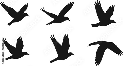 Six black bird silhouettes in flight on a white background flying wing