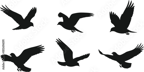 Six black bird silhouettes in various flight poses on white background flying wings