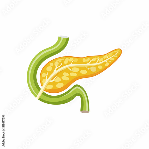 Internal Organ Anatomy Illustration Isolated Human Pancreas Digestive Gland