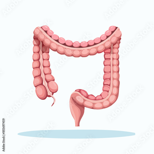 Vector Illustration of Human Large Intestine Anatomy Isolated on White Background