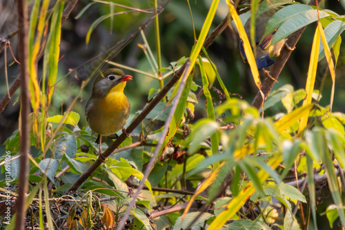 blue tit on a branch