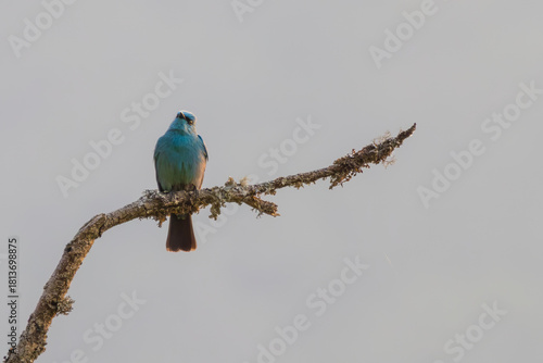 Verditier flycatcher on a tree top