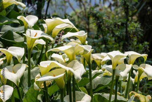 white tulips in the garden