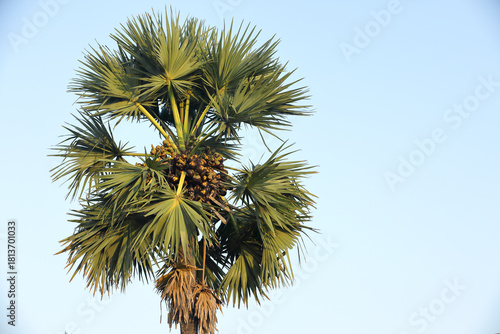 Ice apples or Palmyra tender nuts in palm tree