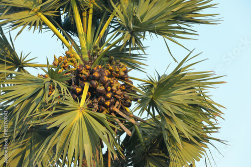 Ice apples or Palmyra tender nuts in palm tree	
