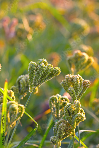 Finger Millet Crop Field (Ragi Field)